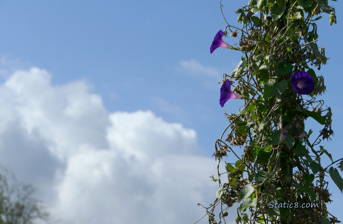Morning Glories Purple Morning Glories with blue sky and puffy cloud