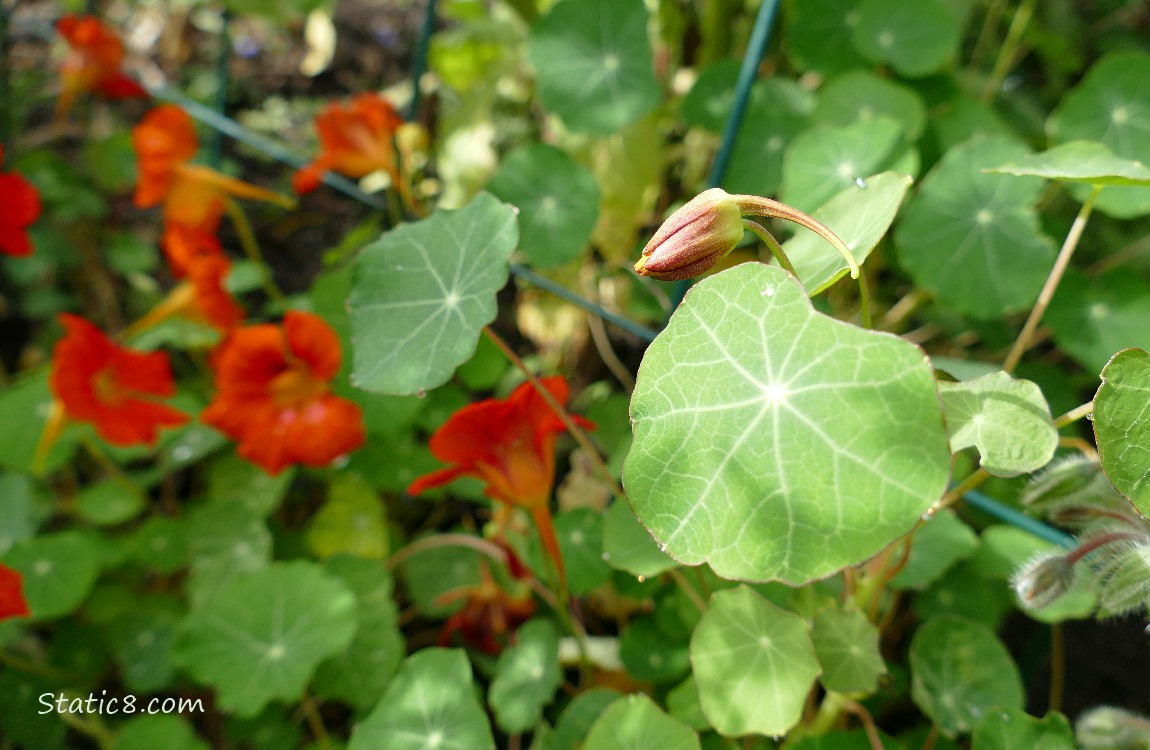 Small trellis Nasturtiums Nasturtium bud with orange blooms in the background