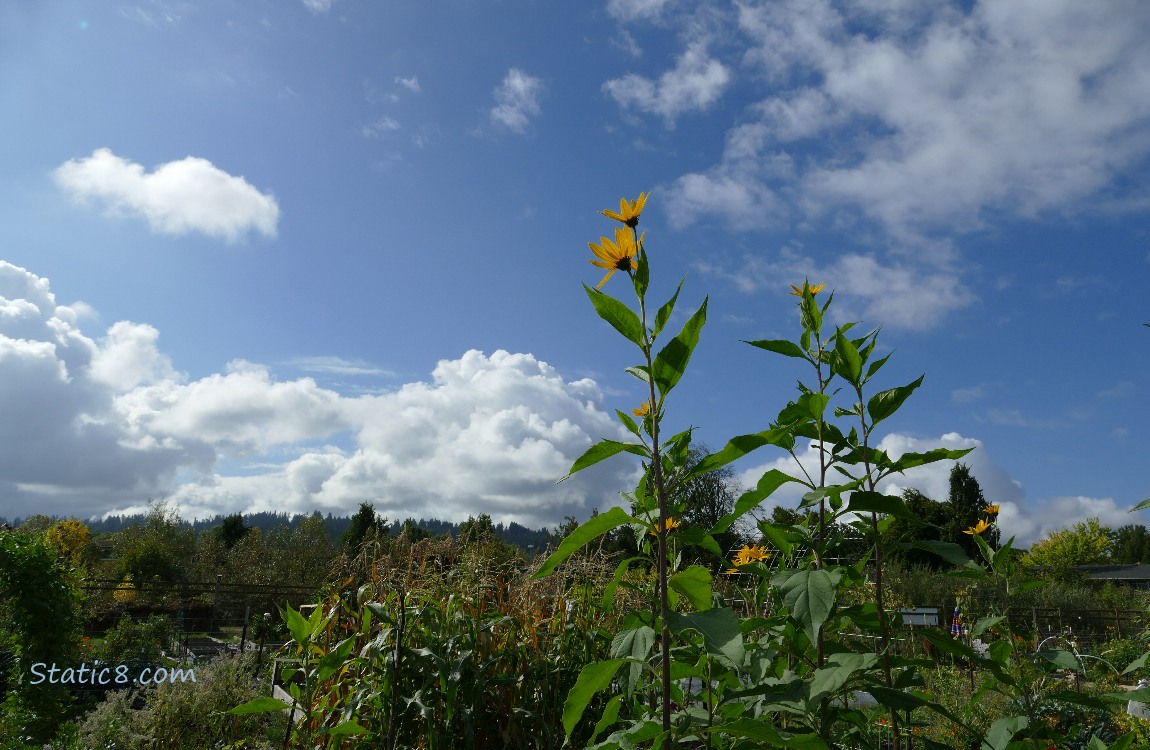 Sunchoke blooms with blue sky and puffy white clouds