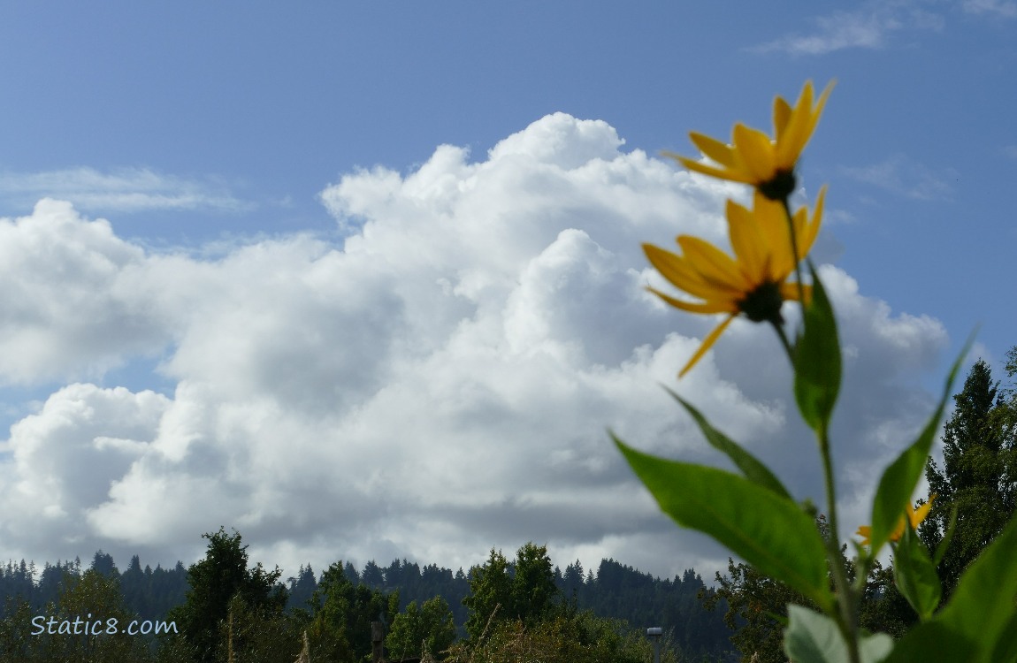 Sunchoke blooms with blue sky and puffy white clouds