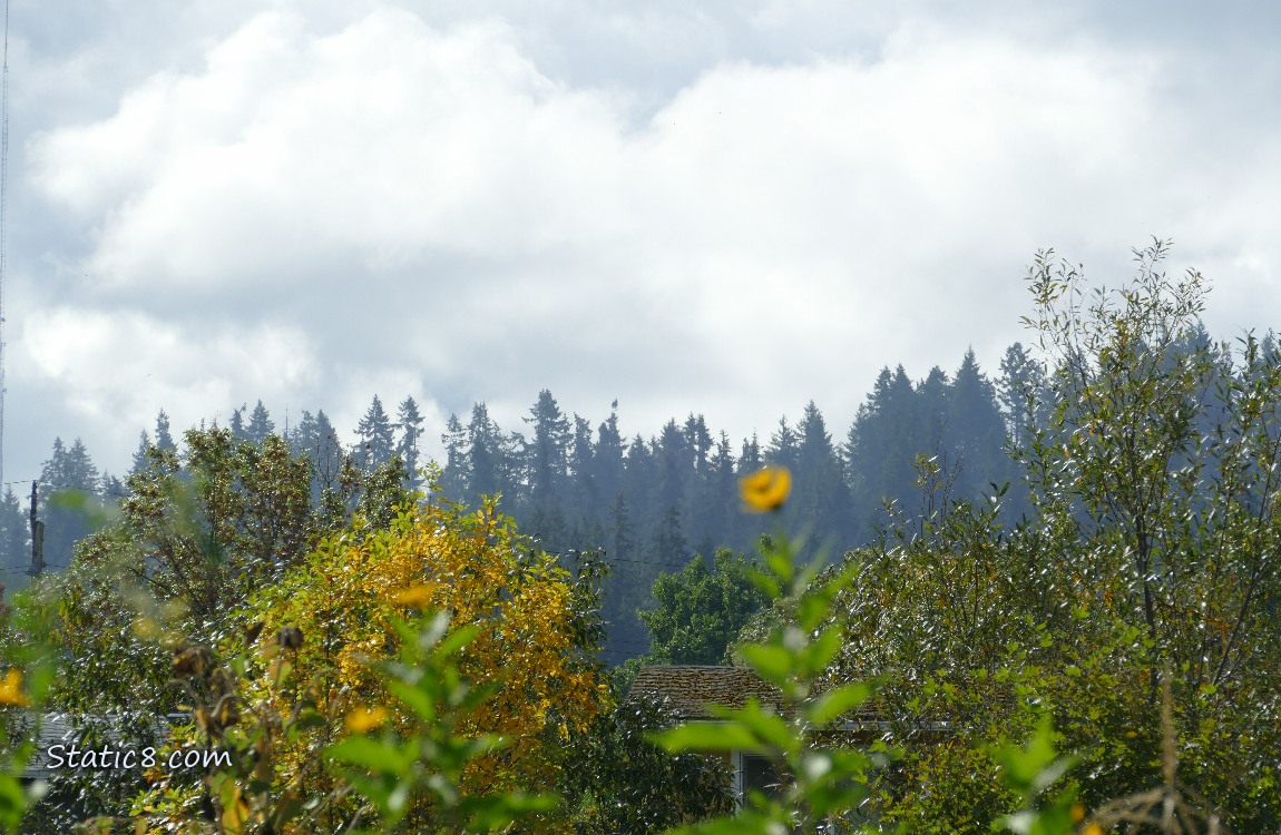 That blurry yellow flower is my Sunchoke, haha! Clouds over the trees on the hill
