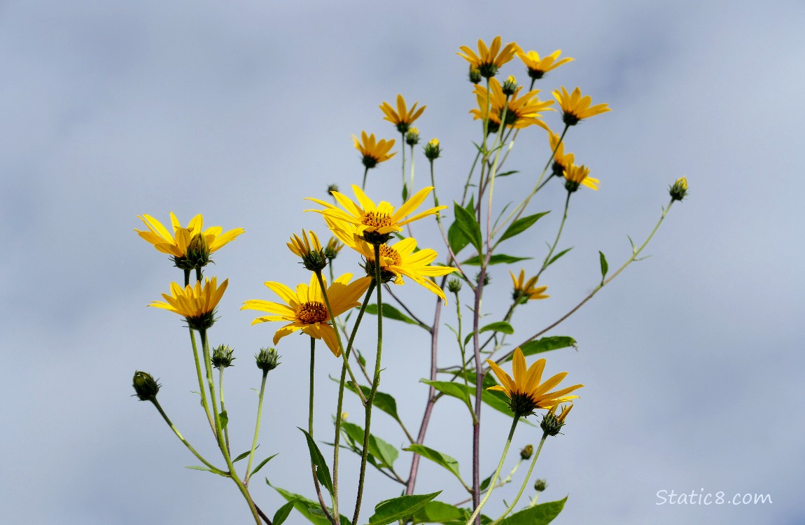 Sunchoke Looking up at Sunchoke blooms and grey sky