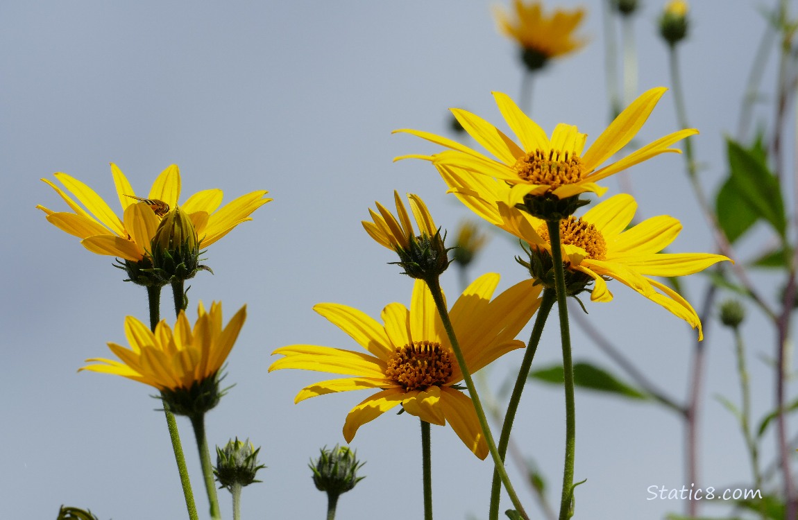 Sunchoke Sunchoke blooms in front of grey sky