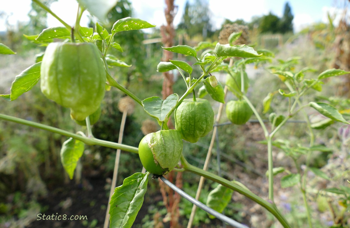 Tomatillos Tomatillo fruits ripening on the vine