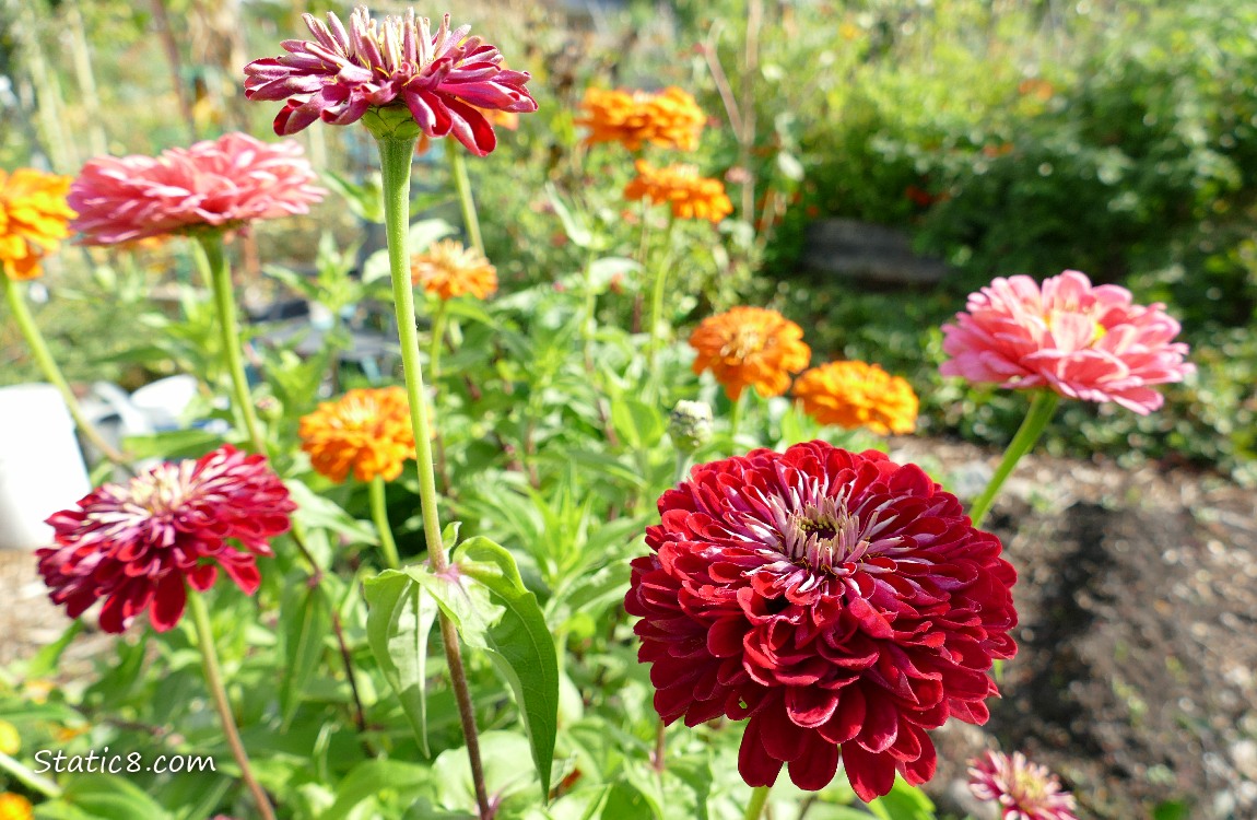 Zinnias Zinnia blooms in pink, orange and red