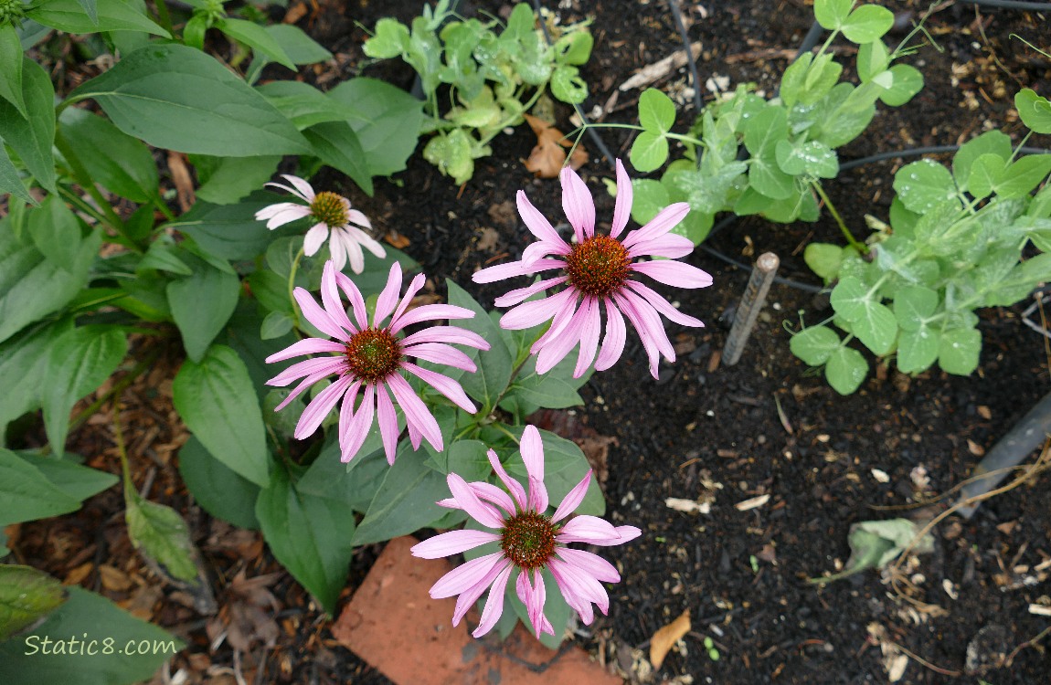 Echinaceas and peas! Echinacea blooms with leaves and some pea plants