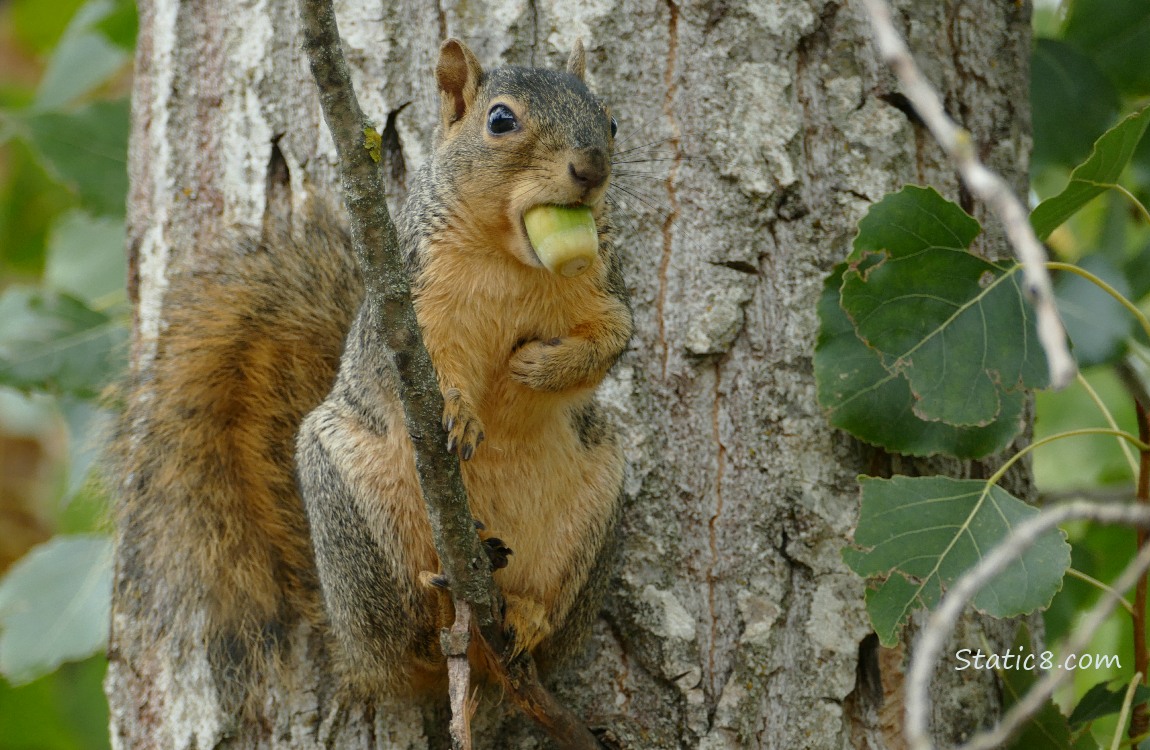 Squirrel standing on a small branch, holding an acorn in his mouth