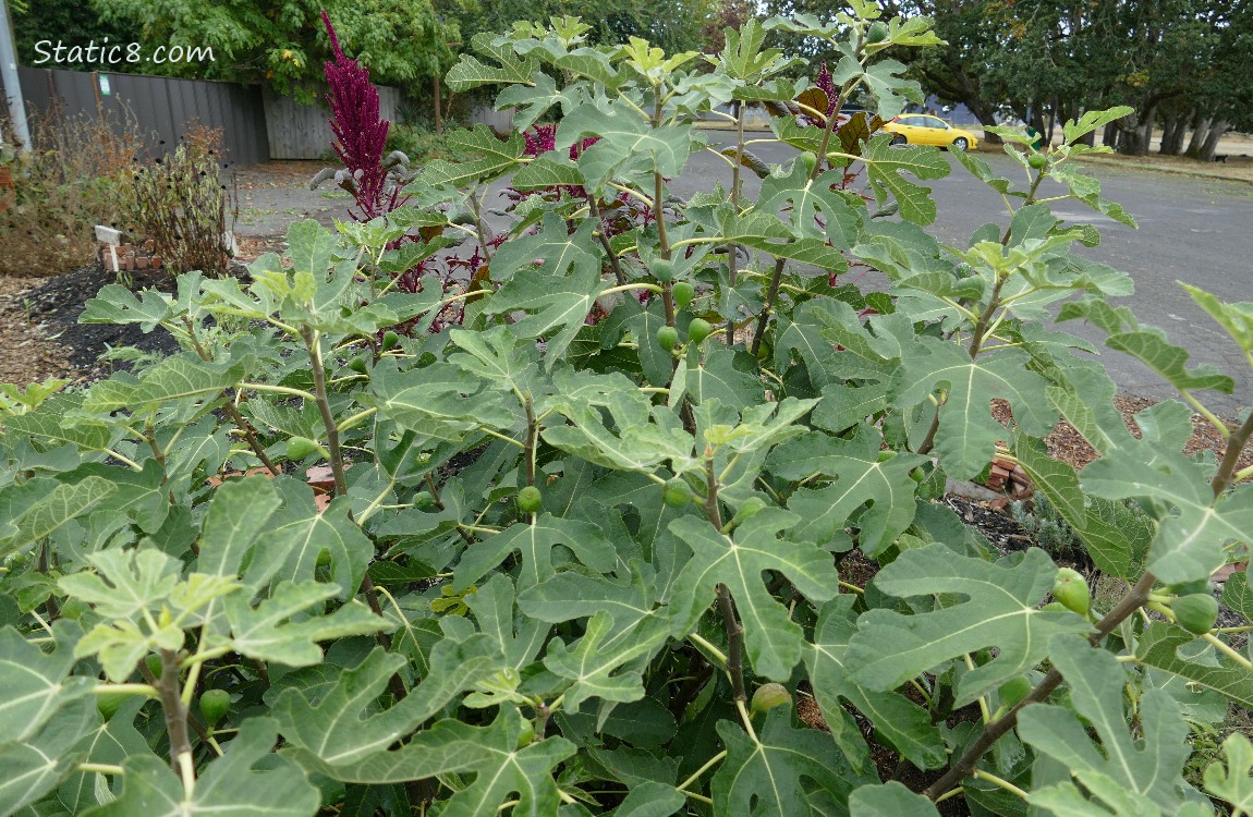 Fig bush in the corner of a parking lot
