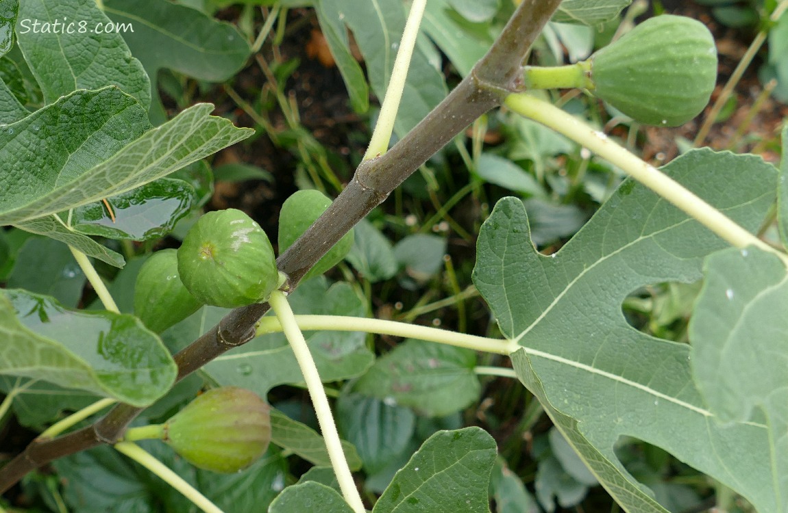 Fig fruits ripening on the bush