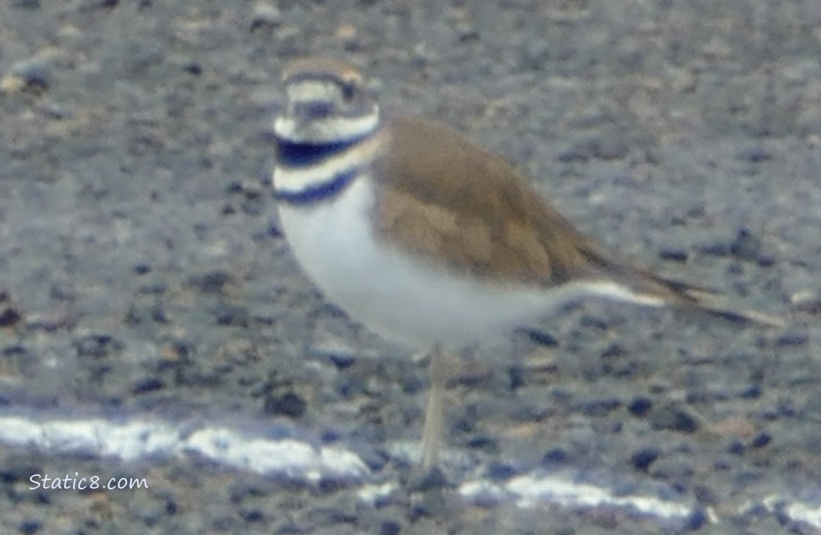 Killdeer standing in the parking lot