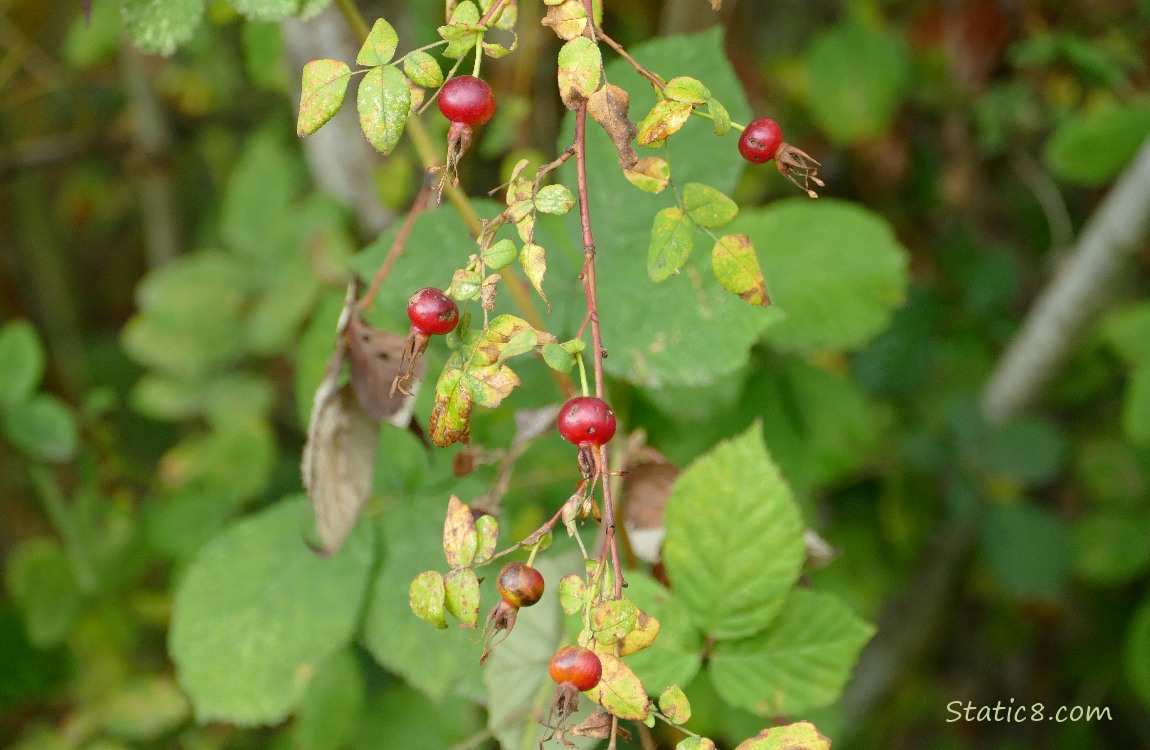 Rose hips and dying leaves