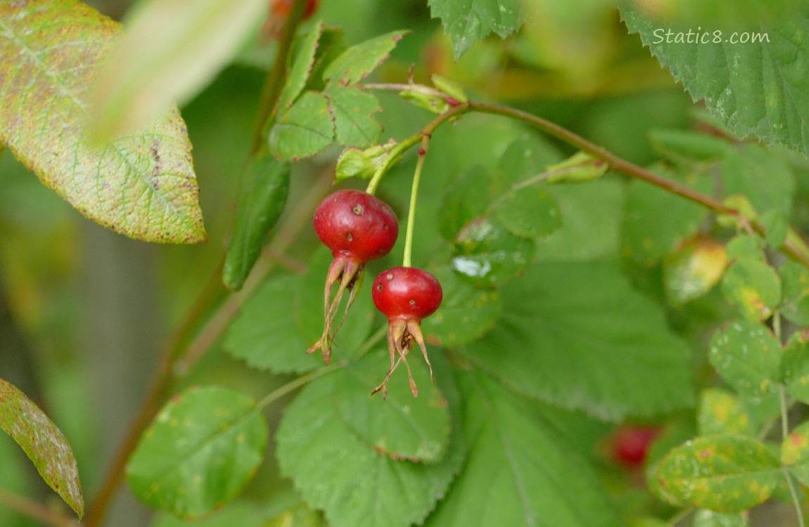 Rose hips and dying leaves