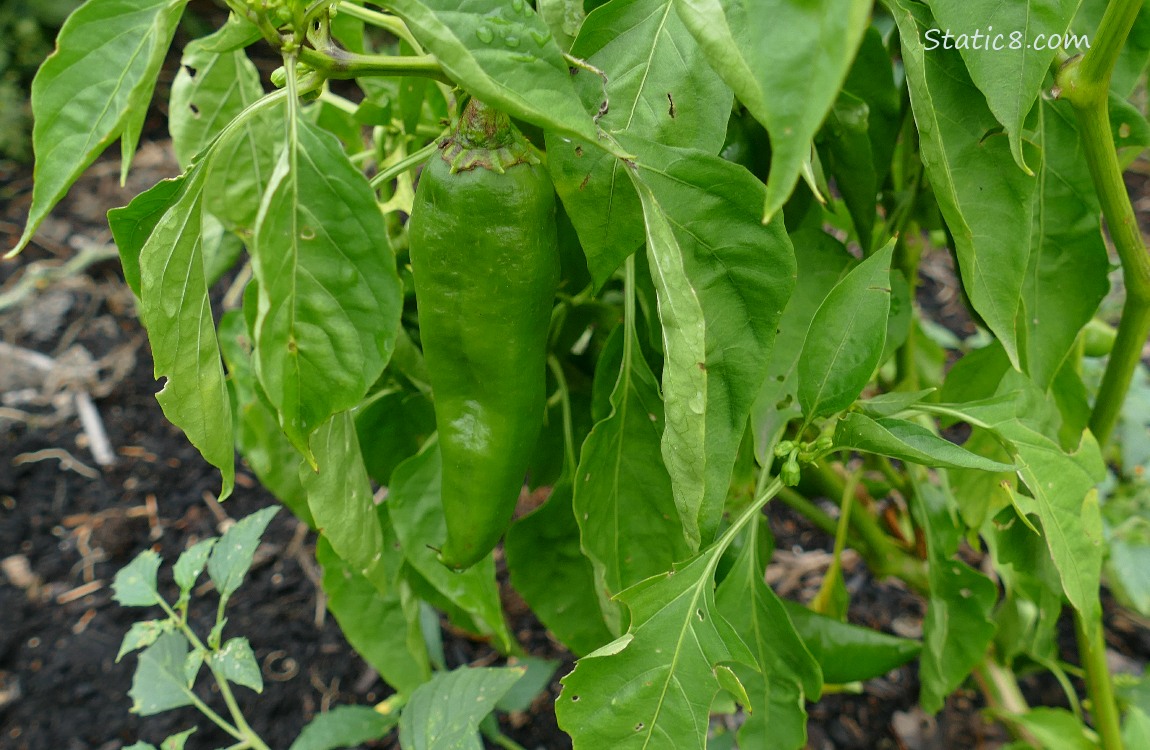 Pepper fruit ripening on the plant