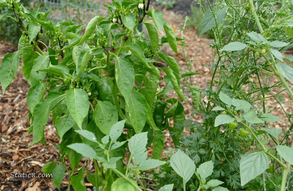 Peppers and Tomatillos Pepper plant with some green peppers and a Tomatillo plant with fruits
