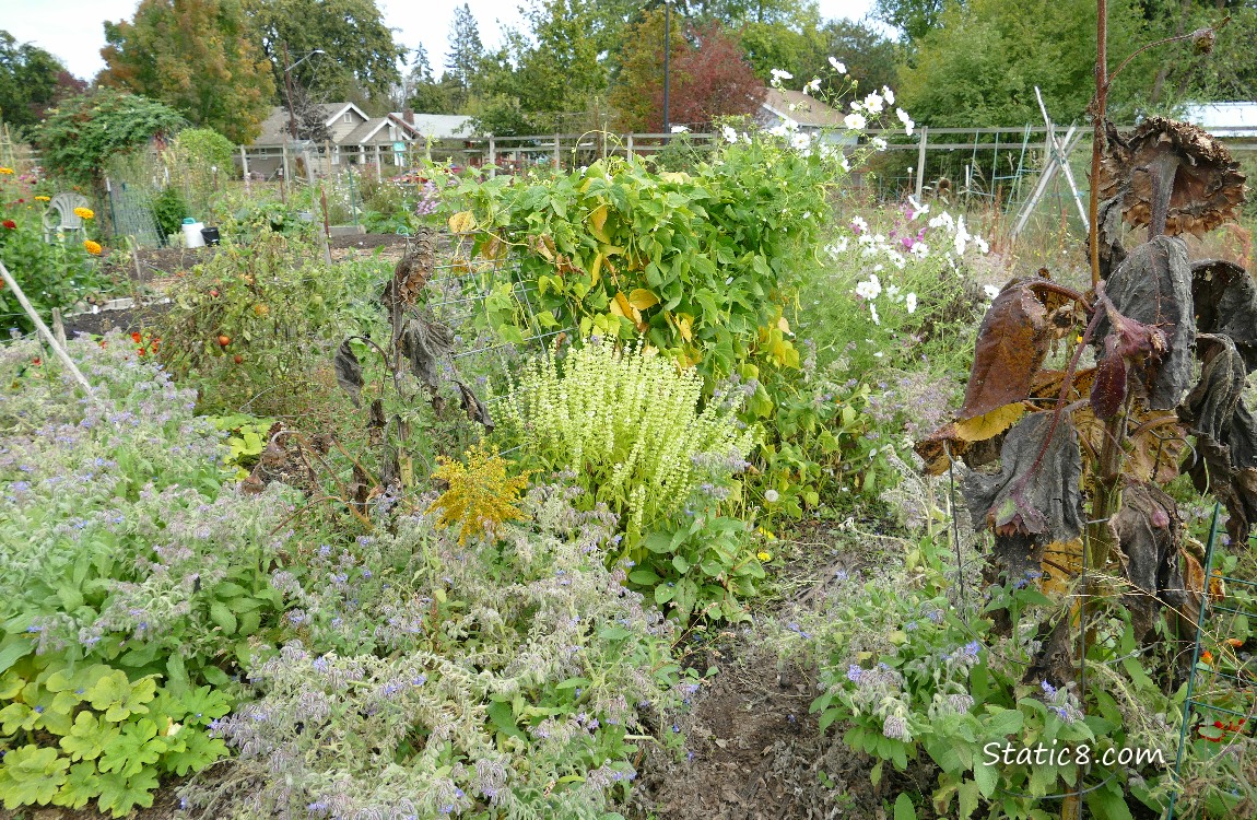 garden plot