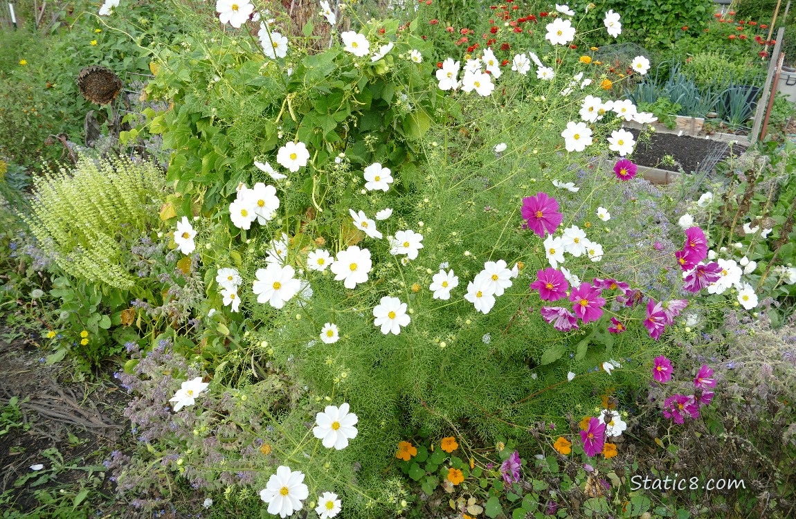 White Cosmos blooms
