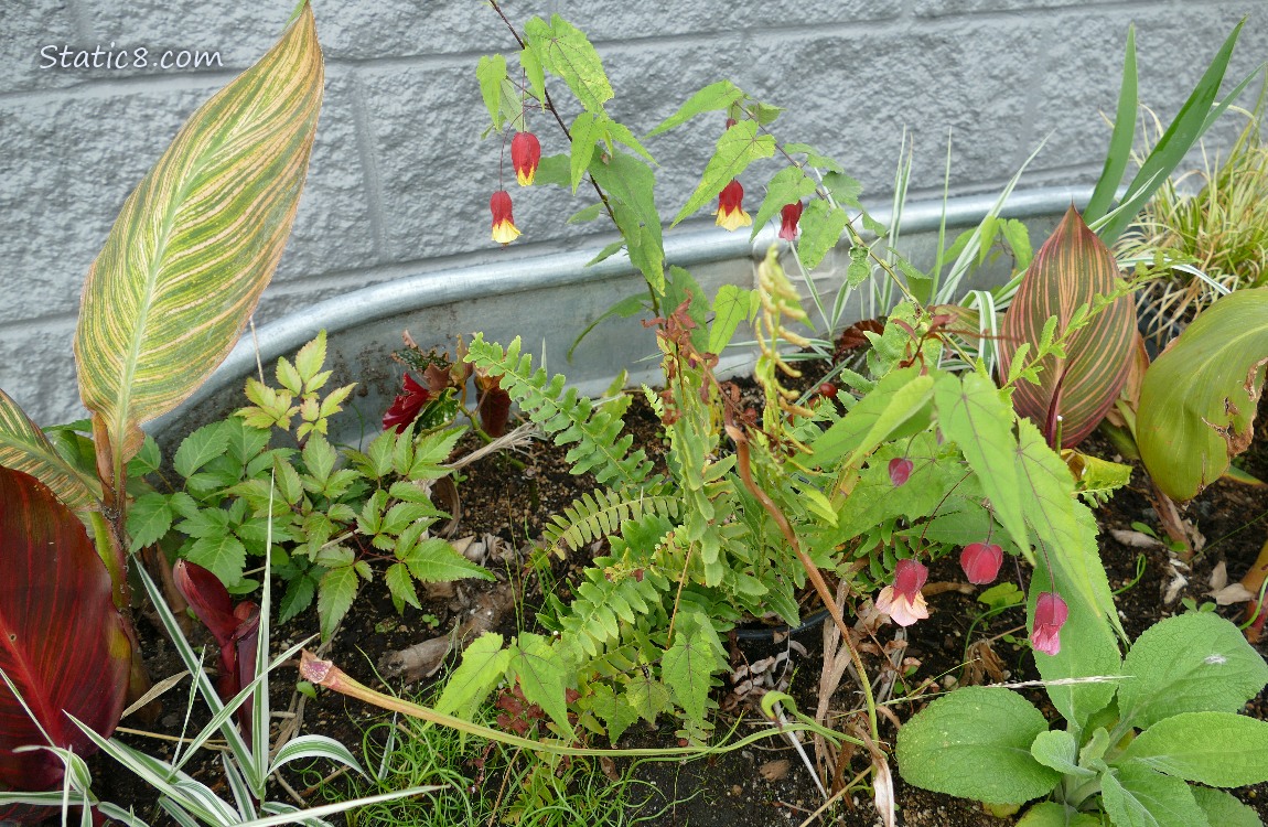 Planter with a variety of leafy plants