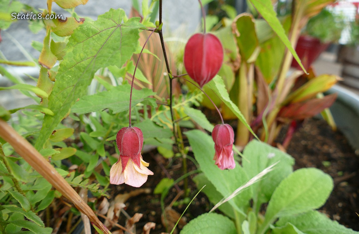 Brazilian Bellflowers Brazilian Bellflowers