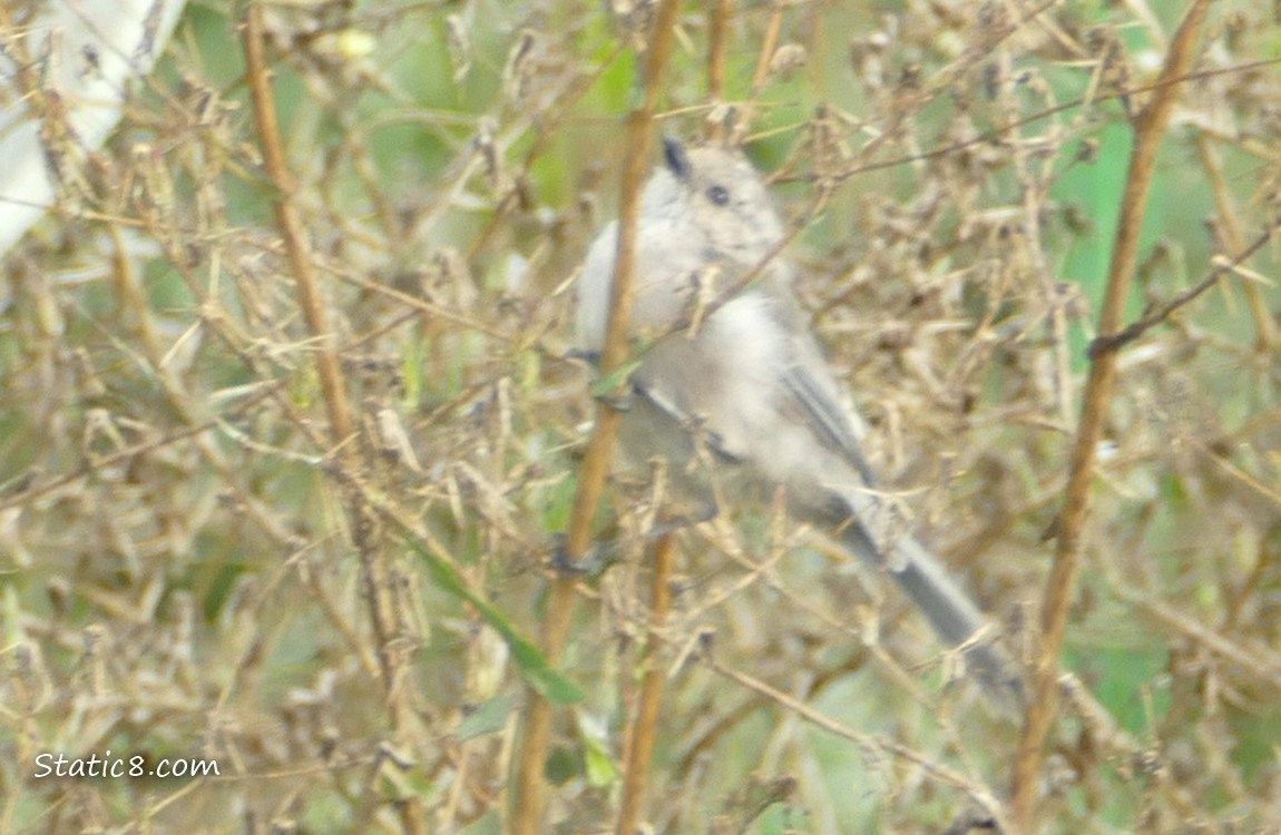 Bushtit!! Bushtit behind dry plant stems