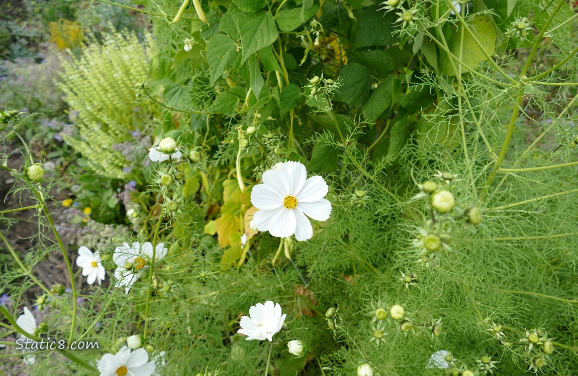 White Cosmos bloom surrounded by new buds