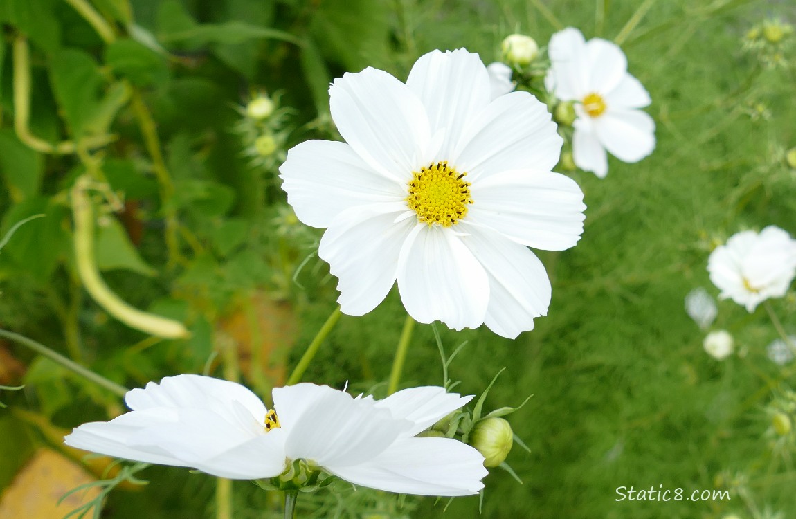 Cosmos and Wax Beans White Cosmos blooms with Wax Beans in the background