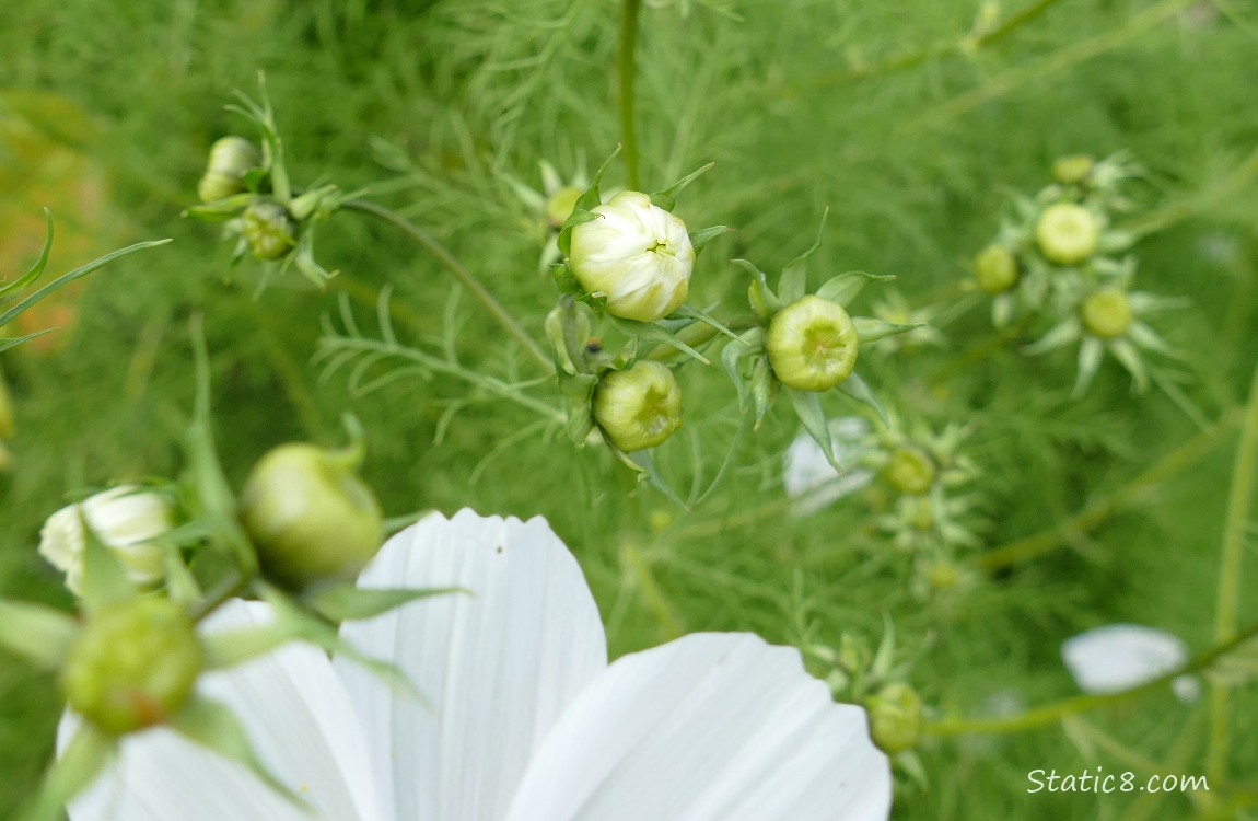 Cosmos buds