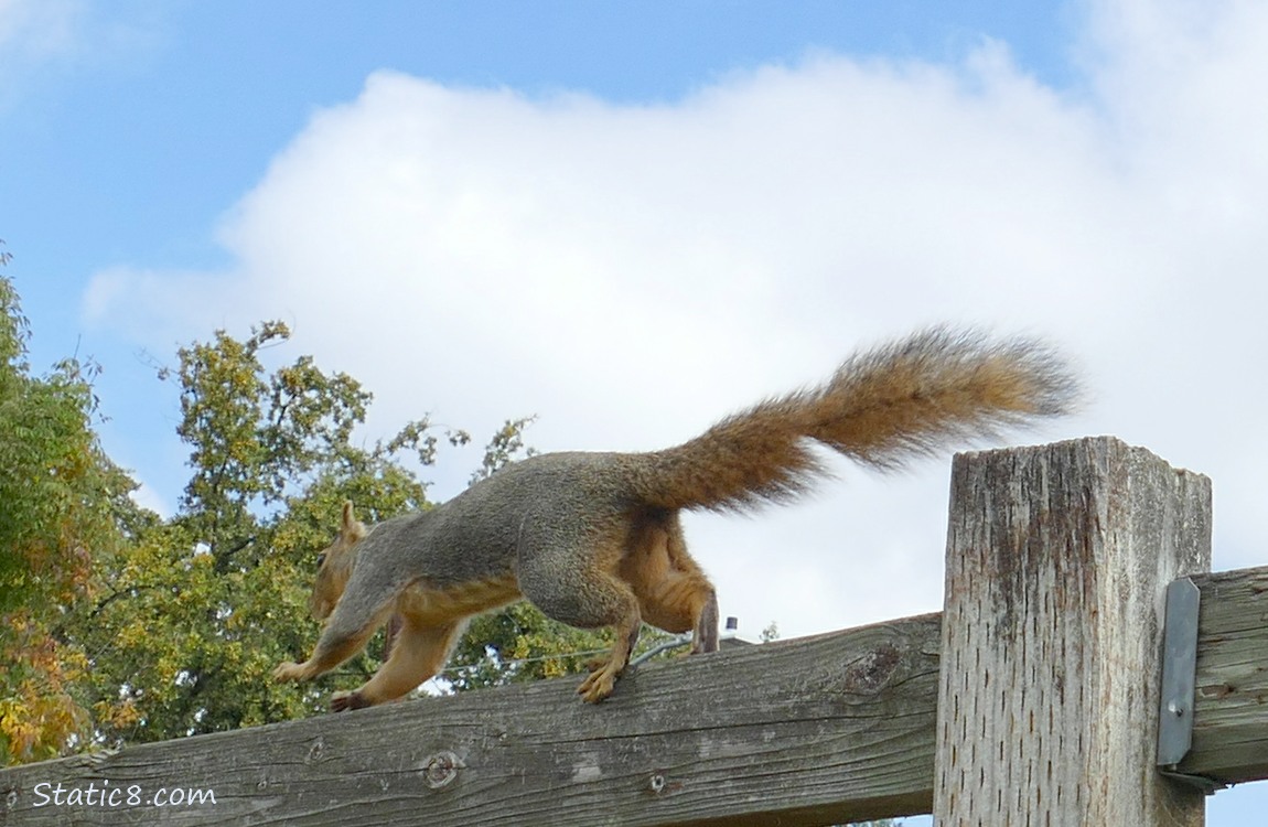 Squirrel running away along a wood fence