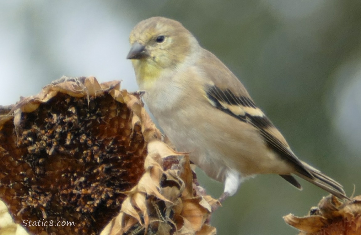 Goldfinch Goldfinch standing on a sunflower seed head