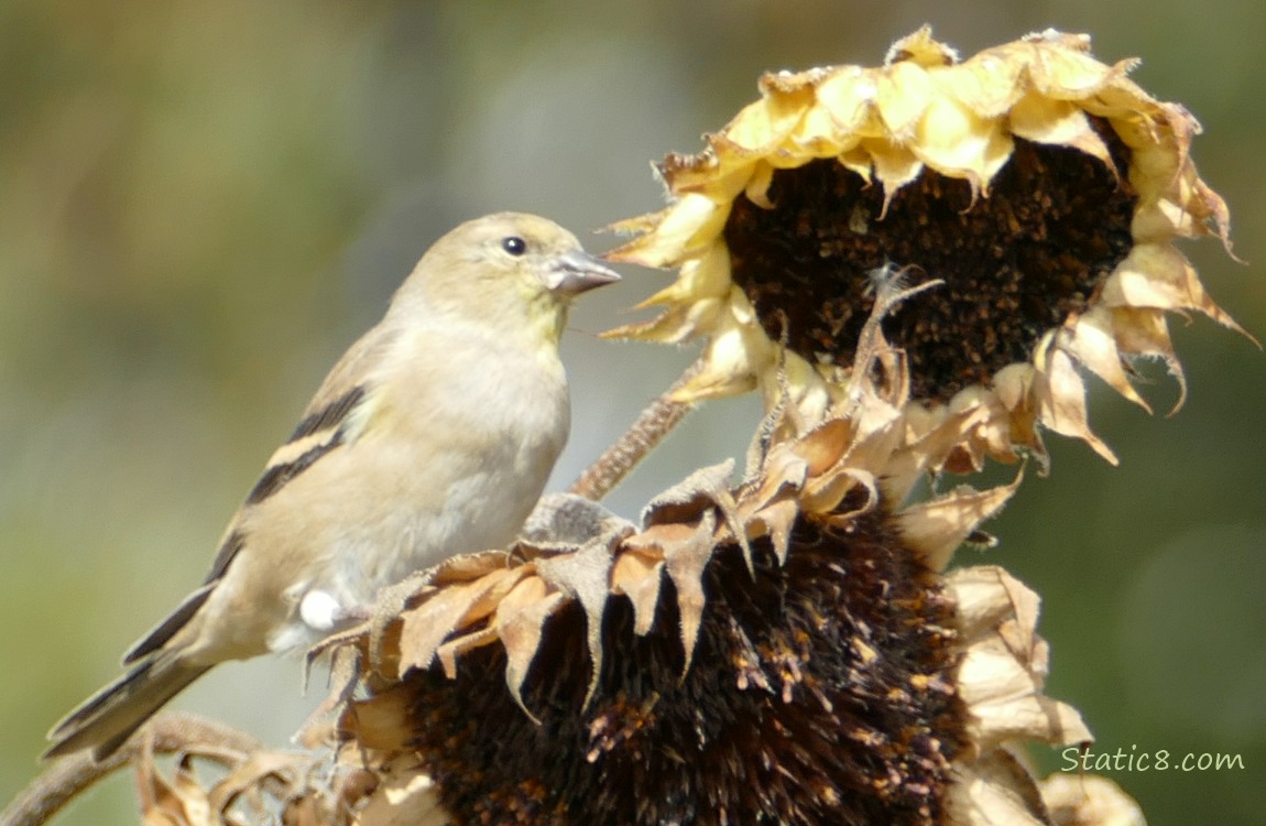 Goldfinch Goldfinch standing on a sunflower seed head