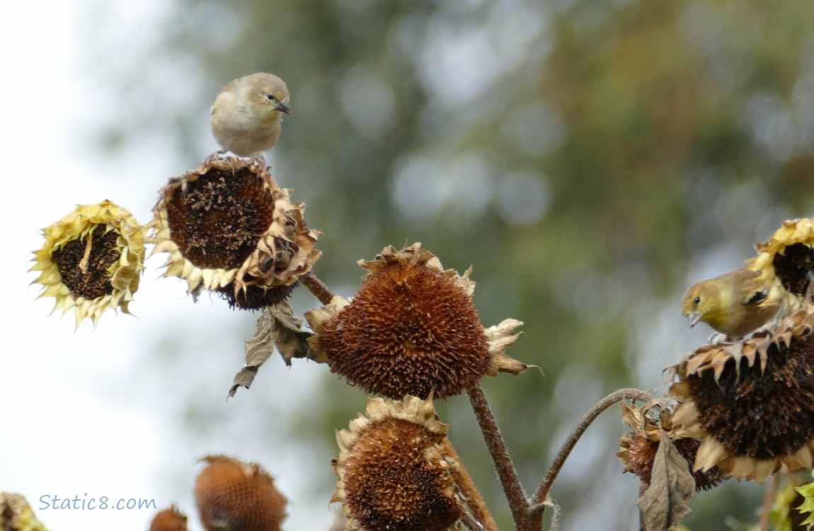 Goldfinches Two Goldfinches standing on old sunflower heads