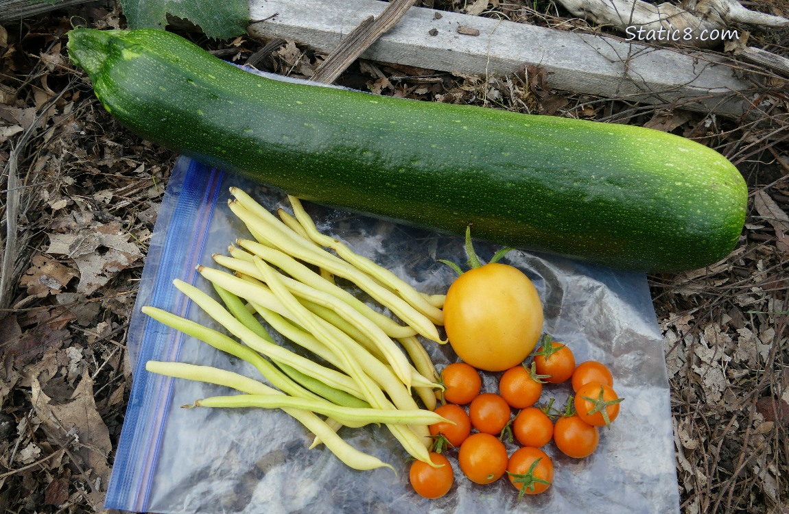 Harvested veggies laying on a ziplock bag on the ground