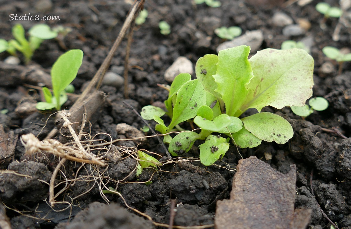 Loads of Lettuces!! a clump of five or six Lettuce seedlings growing in the dirt