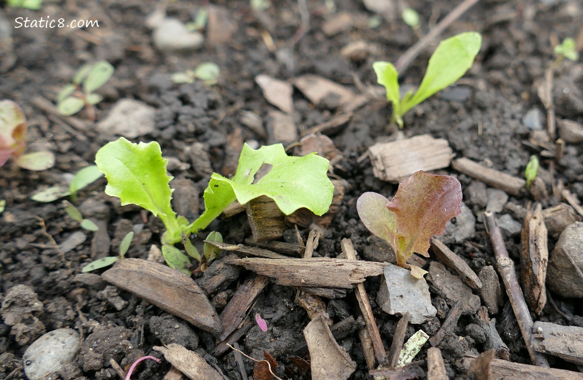 Lettuce seedlings Lettuce seedlings growing in the dirt