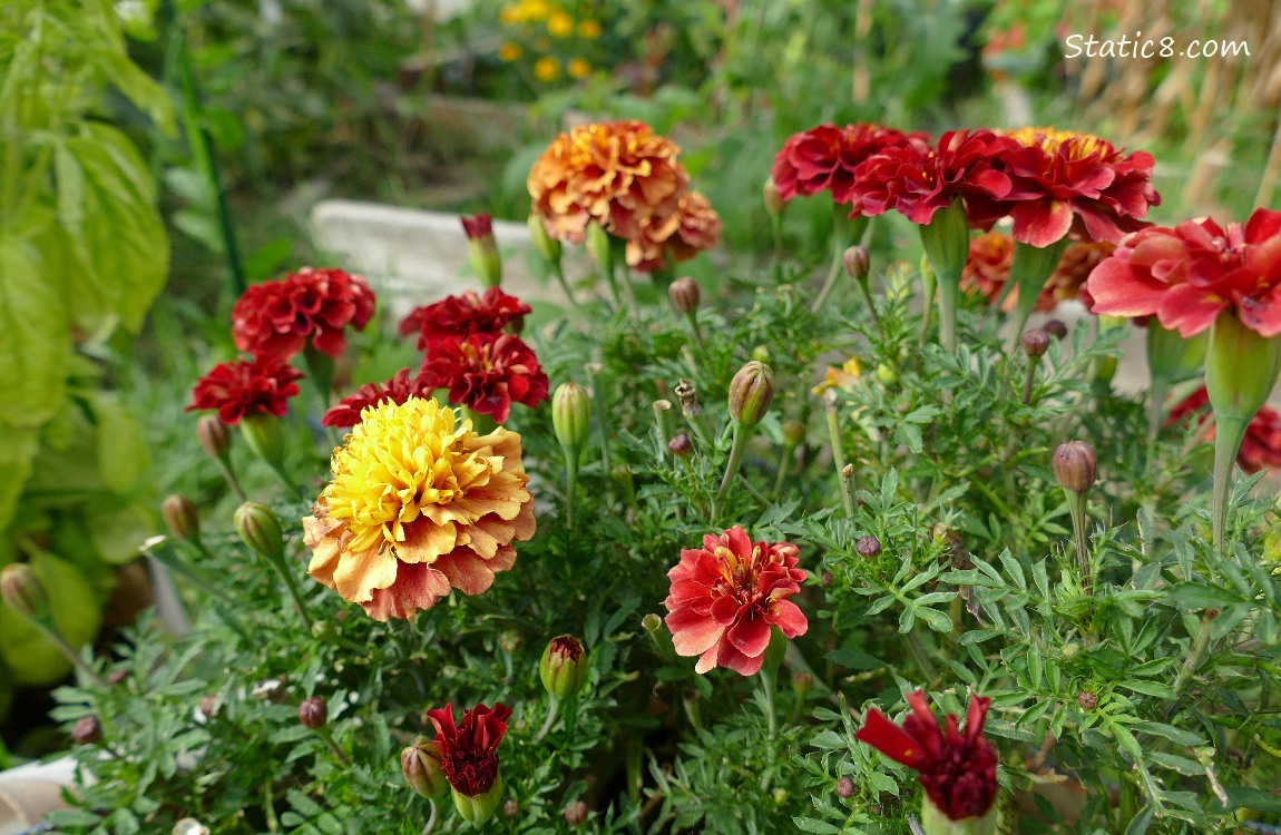 Marigolds Marigold blooms