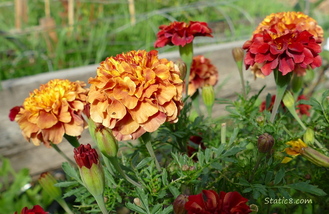 Marigolds Marigold blooms