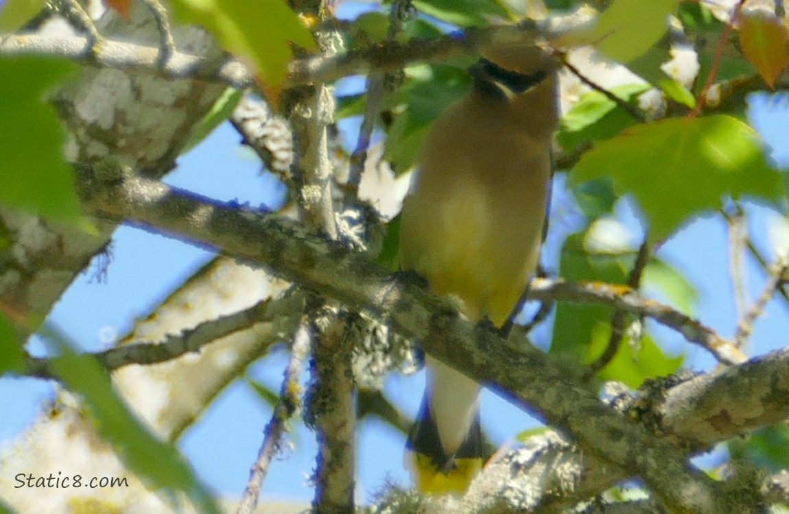 Cedar Wax Wing standing on a branch in a tree