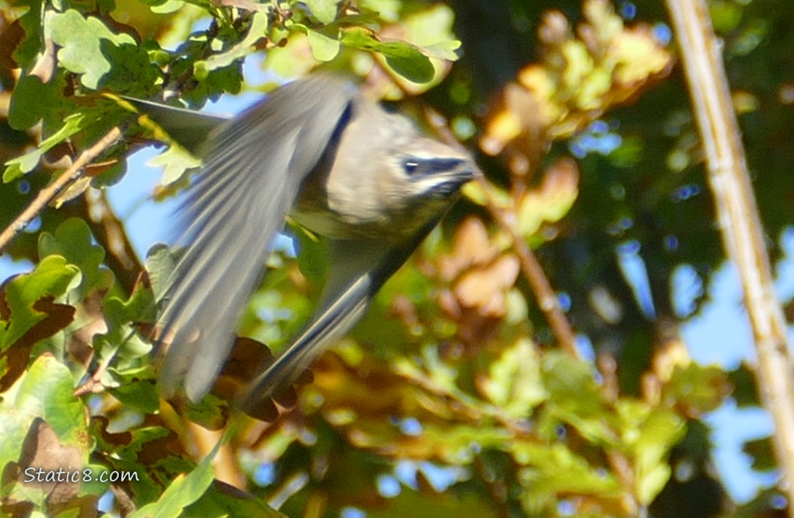 Cedar Waxwing flying from a perch in a tree