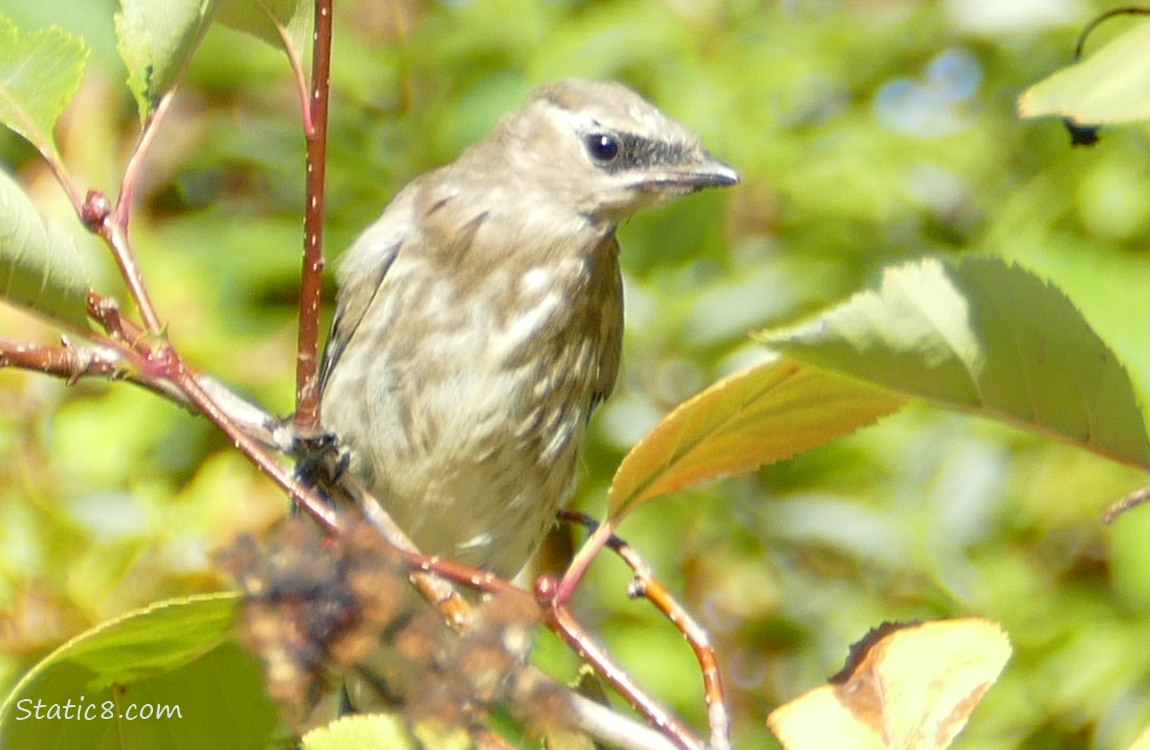 Juvenile Cedar Waxwing sitting in a tree