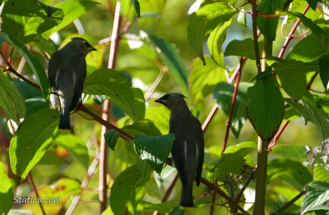 Cedar Wax Wings Two Cedar Waxwings in a tree almost silhouetted