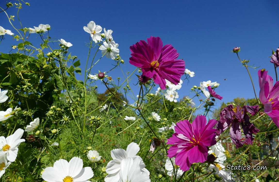 Cosmos Cosmos blooms in front of the blue sky