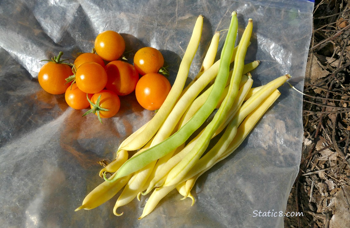 Harvested veggies on a ziplock bag on the ground