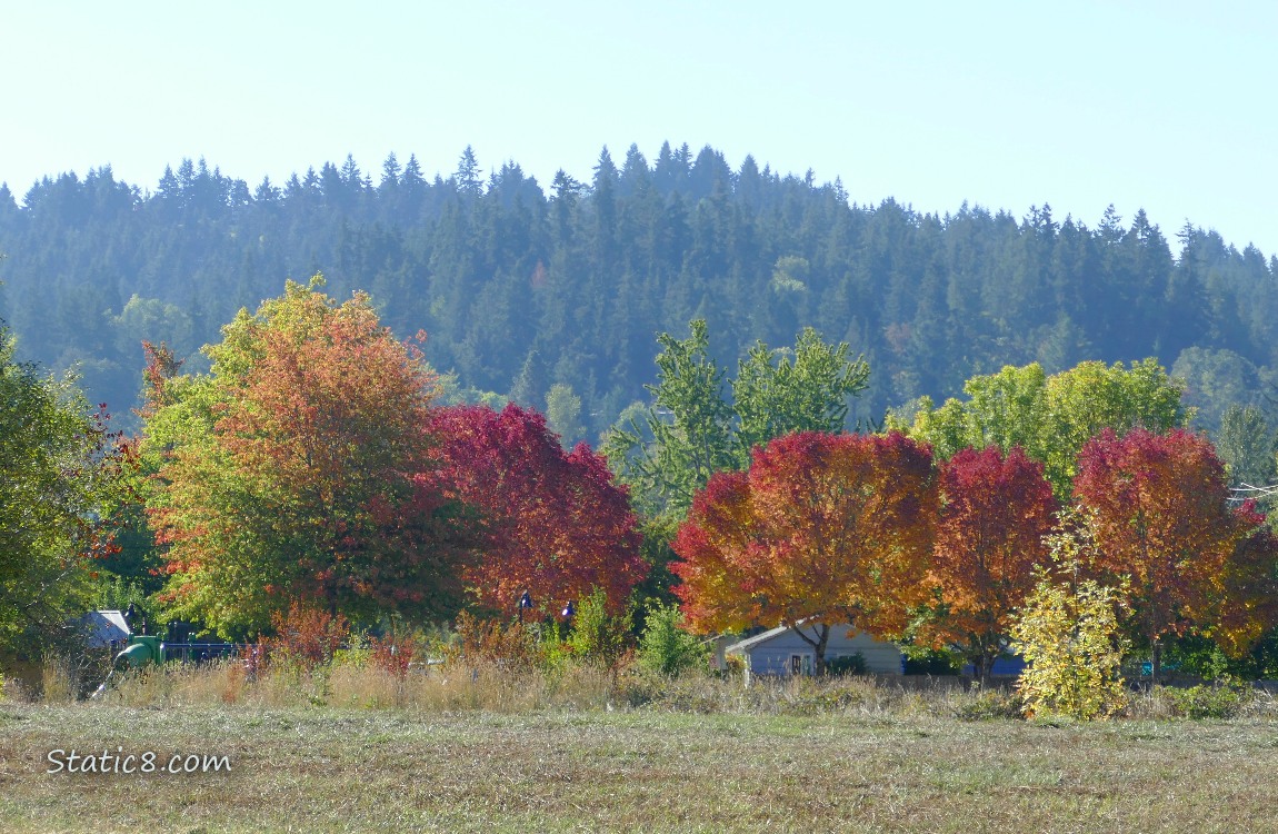 a line of brilliant autumn coloured tree with foggy fir trees in the background