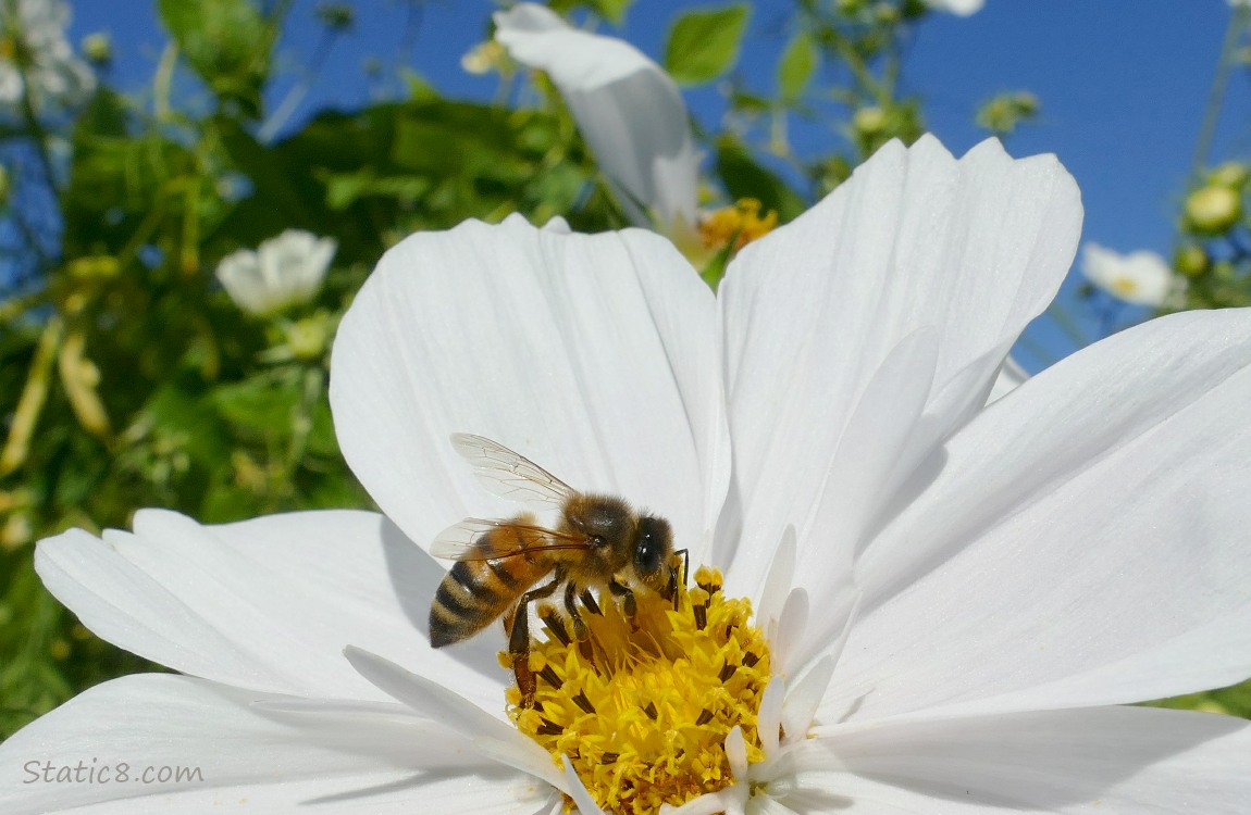 Honey Bee on a white Cosmos bloom with blue sky