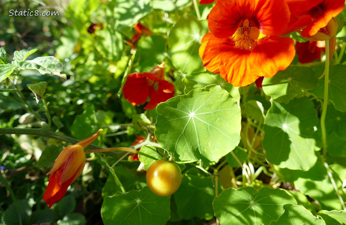 A Sungold with Nasturtiums Cherry tomatoe with Nasturtium leaves and blooms