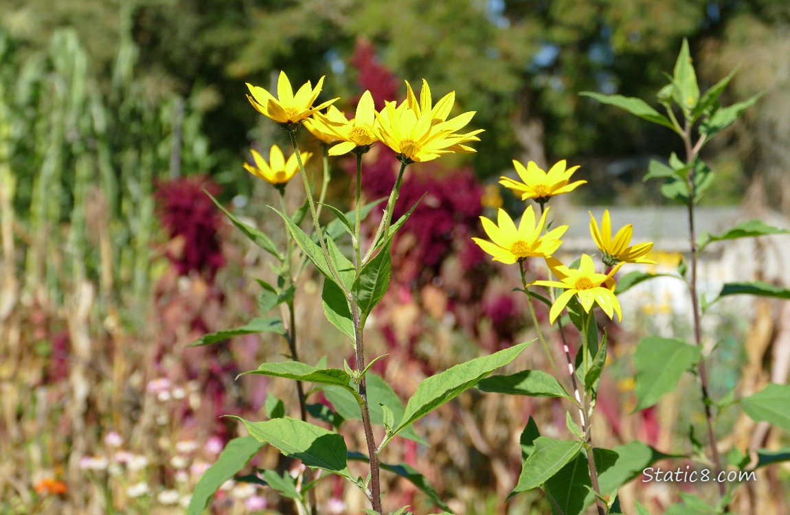 Sunchoke Sunchoke blooms in the garden
