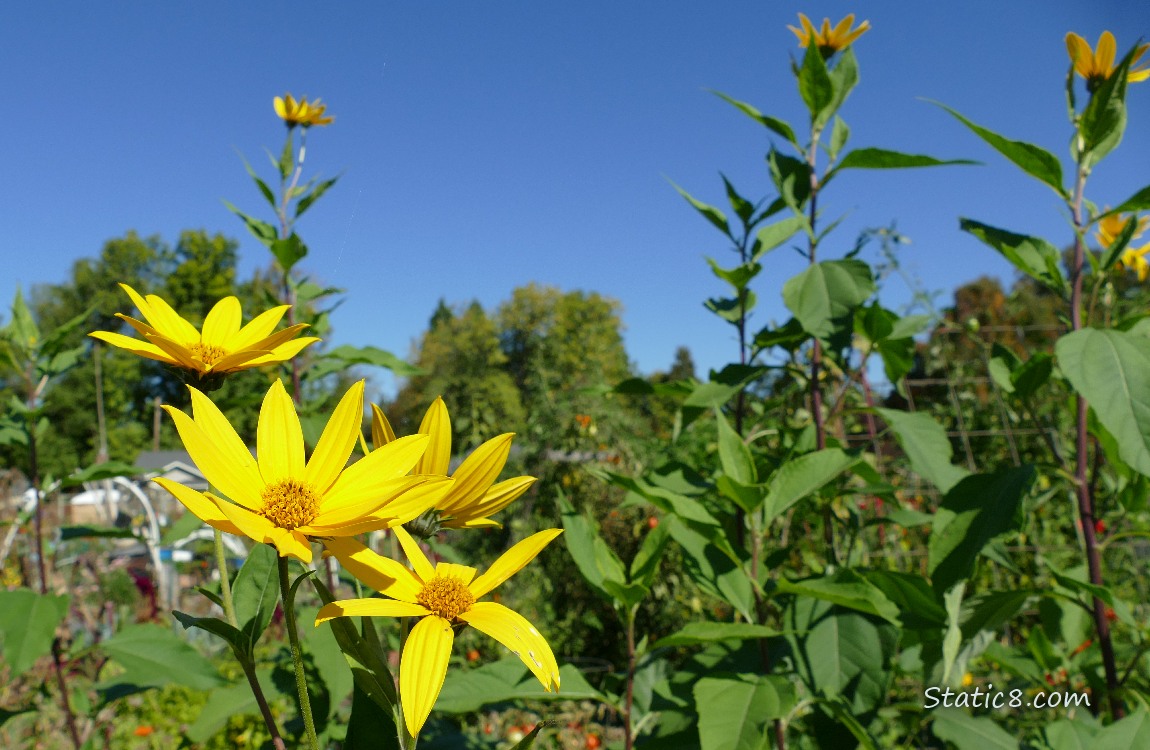 Sunchoke blooms in front of the blue sky