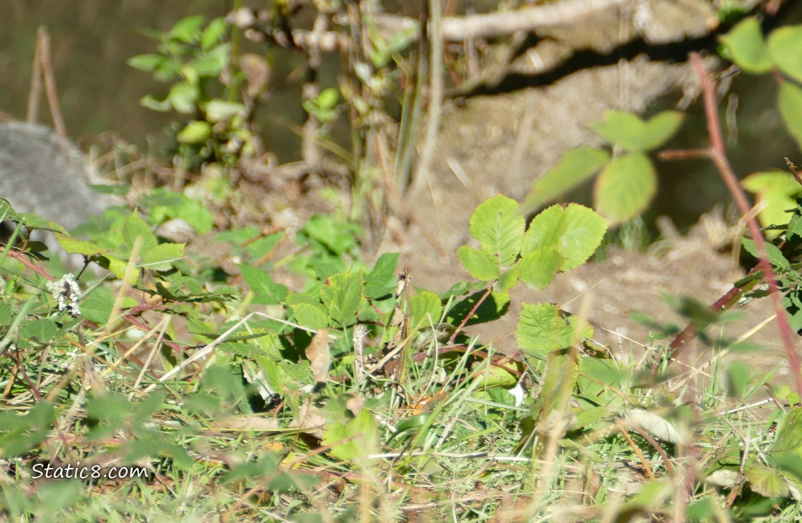 foo. Out of focus Grasses
