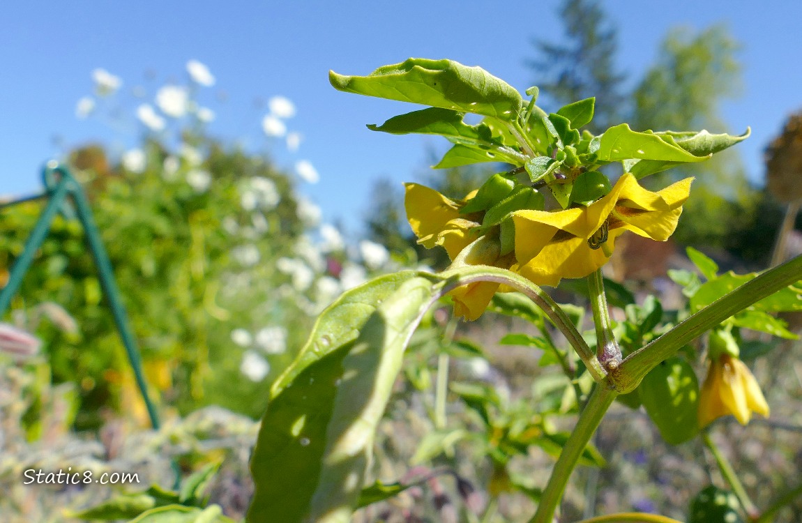 Tomatillo blooms Tomatillo blooms with white cosmos blooms in the background with blue sky