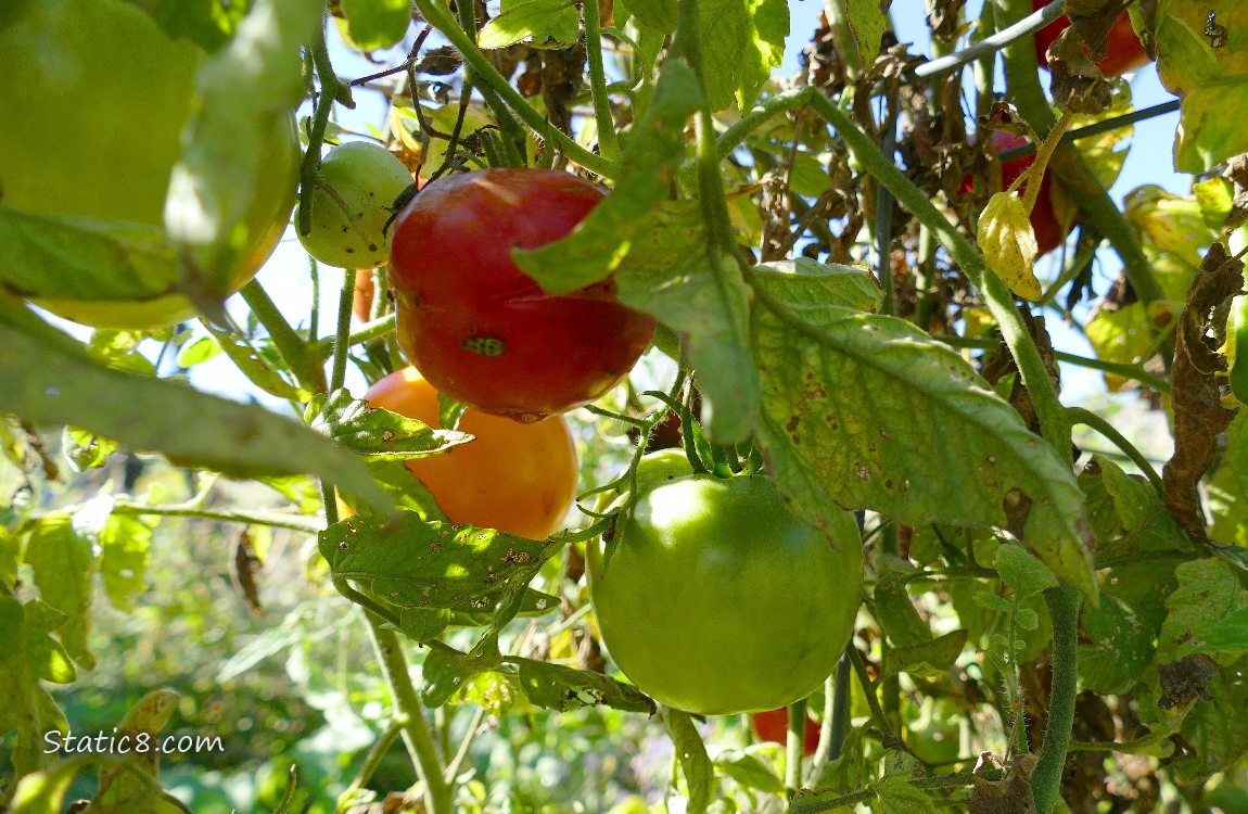 Brandywine is red, Old German is orange!  Green?  Not sure! Tomatoes ripening on the vine