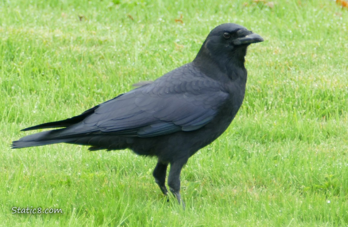 Crow standing in green grass